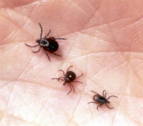 ticks.jpg